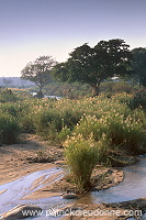 Kruger National Park, South Africa - Afrique du Sud - 21165 Kruger National Park, South Africa - Afrique du Sud - 21165
