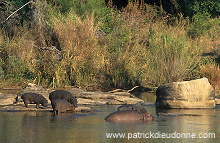 Kruger National Park, South Africa - Afrique du Sud - 21166