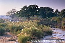 Olifants river, Kruger NP, South Africa - Afrique du sud - 21172