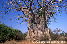 Baobabs in Kruger NP, South Africa - Afrique du Sud - 21175