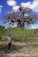 Baobabs in Kruger NP, South Africa - Afrique du Sud - 21178