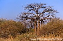 Baobabs in Kruger NP, South Africa - Afrique du Sud - 21181