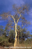 Fever tree, Kruger NP, South Africa - Afrique du Sud - 21184