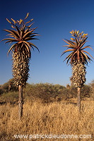 Aloes, South Africa - Afrique du Sud - 21204