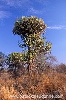 Candelabra Tree, South Africa - Afrique du Sud - 21187