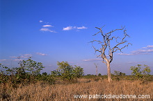 Bushveld, South Africa - Afrique du sud - 21192
