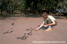 Feeding birds, Kruger NP, South Africa - Afrique du Sud - 21202