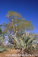 Fever tree, Kruger NP, South Africa - Afrique du Sud - 21185