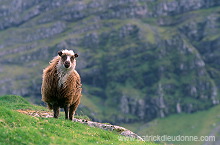 Sheep, Streymoy, Faroe islands - Mouton, iles Feroe - FER956 Sheep, Streymoy, Faroe islands - Mouton, iles Feroe - FER956