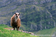 Sheep, Streymoy, Faroe islands - Mouton, iles Feroe - FER956