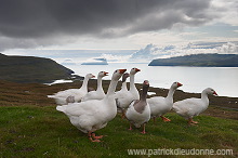 Geese, Sandoy, Faroe islands - Oies, iles Feroe - FER286