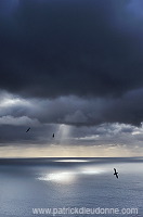 Fulmars in flight, Sandoy, Faroe islands - Fulmars, iles Feroe - FER349