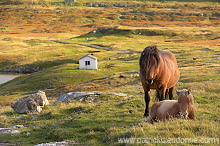 Horses, Sandoy, Faroe islands - Chevaux, Iles Feroe - FER432