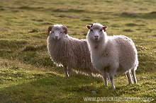 Ewe and lamb, Eysturoy, Faroe islands - Brebis et agneau, iles Feroe - FER706