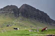 Murufelli (479 m), Streymoy, Faroe islands - Murufelli, Streymoy, iles Feroe - FER085