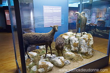 Sheep, extinct breed, Faroe islands - Mouton, race eteinte, iles Feroe - FER621