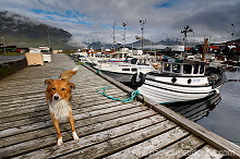 Leirvik harbour, Eysturoy, Faroe islands - Port de Leirvik, iles Feroe - FER148