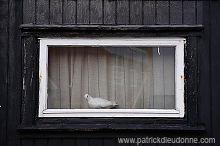 Gjogv, Eysturoy, Faroe islands - Gjogv, Eysturoy, iles Feroe - FER242 Gjogv, Eysturoy, Faroe islands - Gjogv, Eysturoy, iles Feroe - FER242