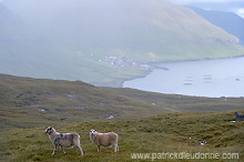 Sheep, Eysturoy, Faroe islands - Moutons, Eysturoy, iles Feroe - FER262