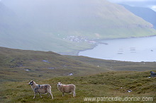 Sheep, Eysturoy, Faroe islands - Moutons, Eysturoy, iles Feroe - FER262 Sheep, Eysturoy, Faroe islands - Moutons, Eysturoy, iles Feroe - FER262