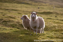 Ewe and lamb, Eysturoy, Faroe islands - Brebis et agneau, iles Feroe - FER705