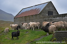 Sheep, Eysturoy, Faroe islands - Moutons, iles Feroe - FER769