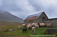 Sheep, Eysturoy, Faroe islands - Moutons, iles Feroe - FER770