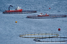 Salmon farming, Nordoyar, Faroe islands - Elevage du saumon, iles Feroe - FER276