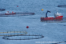 Salmon farming, Nordoyar, Faroe islands - Elevage du saumon, iles Feroe - FER278