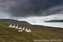 Geese, Sandoy, Faroe islands - Oies, iles Feroe - FER289
