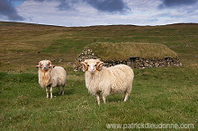 Sheep rams, Sandoy, Faroe islands - Beliers, iles Feroe - FER291