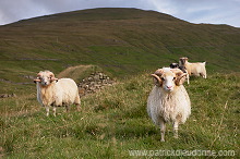 Sheep rams, Sandoy, Faroe islands - Beliers, iles Feroe - FER292