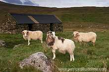 Sheep rams, Sandoy, Faroe islands - Beliers, iles Feroe - FER293