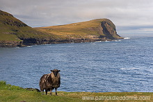 Sheep at Husavik, Sandoy, Faroe islands - Moutons, iles Feroe - FER309