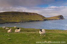 Sheep at Husavik, Sandoy, Faroe islands - Moutons, iles Feroe - FER310 Sheep at Husavik, Sandoy, Faroe islands - Moutons, iles Feroe - FER310