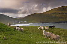 Sheep at Husavik, Sandoy, Faroe islands - Moutons, Husavik, iles Feroe - FER311