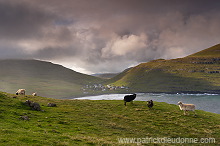 Sheep at Husavik, Sandoy, Faroe islands - Moutons, Husavik, iles Feroe - FER312