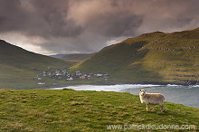 Sheep at Husavik, Sandoy, Faroe islands - Moutons, Husavik, iles Feroe - FER313