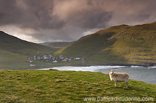 Sheep at Husavik, Sandoy, Faroe islands - Moutons, Husavik, iles Feroe - FER313 Sheep at Husavik, Sandoy, Faroe islands - Moutons, Husavik, iles Feroe - FER313