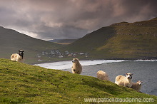 Sheep at Husavik, Sandoy, Faroe islands - Moutons, Husavik, iles Feroe - FER314