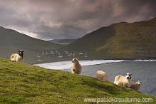 Sheep at Husavik, Sandoy, Faroe islands - Moutons, Husavik, iles Feroe - FER314 Sheep at Husavik, Sandoy, Faroe islands - Moutons, Husavik, iles Feroe - FER314