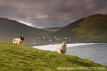 Sheep at Husavik, Sandoy, Faroe islands - Moutons, Husavik, iles Feroe - FER315