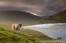 Sheep at Husavik, Sandoy, Faroe islands - Moutons, Husavik, iles Feroe - FER316