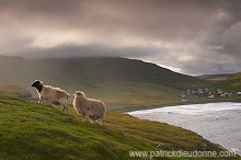Sheep at Husavik, Sandoy, Faroe islands - Moutons, Husavik, iles Feroe - FER317