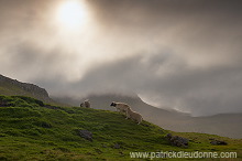Sheep, Husavik, Faroe islands - Moutons, iles Feroe - FER319