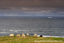 Sheep, Husavik, Faroe islands - Moutons, iles Feroe - FER320