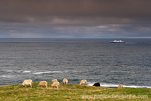 Sheep, Husavik, Faroe islands - Moutons, iles Feroe - FER320 Sheep, Husavik, Faroe islands - Moutons, iles Feroe - FER320