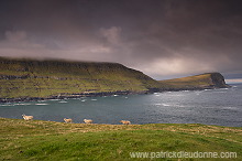 Sheep at Husavik, Sandoy, Faroe islands - Moutons, iles Feroe - FER322