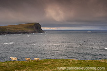Sheep at Husavik, Sandoy, Faroe islands - Moutons, iles Feroe - FER323