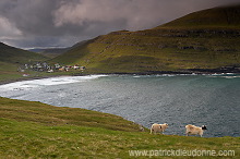 Sheep at Husavik, Sandoy, Faroe islands - Moutons, Husavik, iles Feroe - FER324